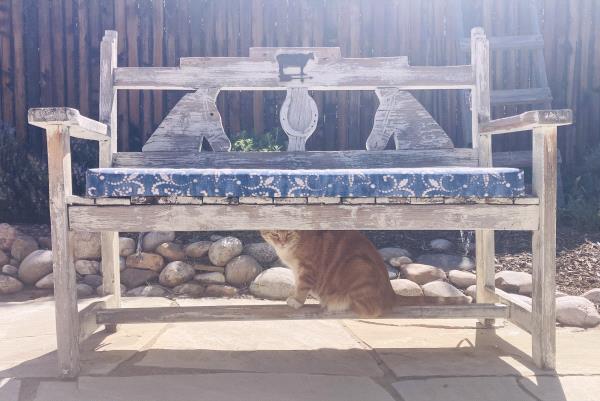 /Images/uploads/The Santa Fe New Mexican/santafepetcontest/entries/33923thumb.jpg